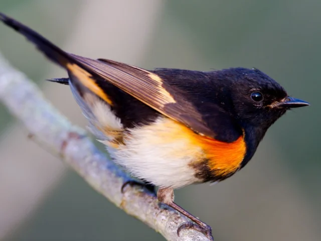 American Redstart is one of the most widespread of the migratory wood-warblers, and males like this will carry extra weight even after arriving on their breeding territories. Photo: Dan Pancamo (commons.wikimedia.org). American Redstart is one of the most widespread of the migratory wood-warblers, and males like this will carry extra weight even after arriving on their breeding territories. Photo: Dan Pancamo (commons.wikimedia.org).