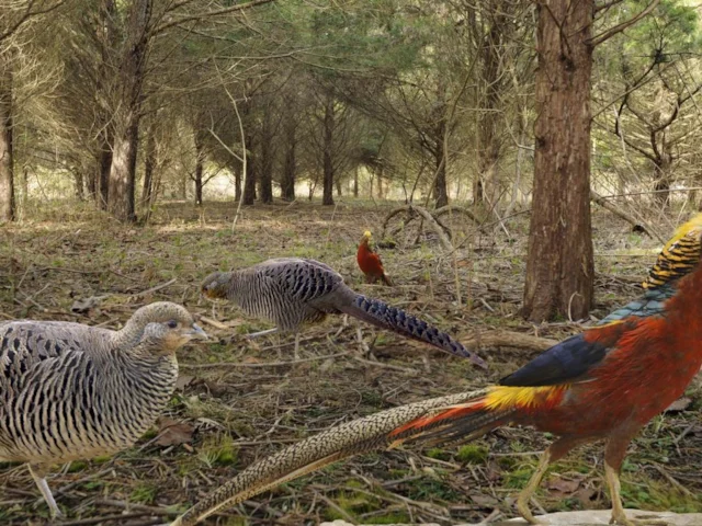 A montage of Golden Pheasant in its classic Norfolk habitat of conifer plantations; the introduced species may well be on its way out, however. Image: <em>The Crossley ID Guide Britain and Ireland</em> (commons.wikimedia.org). A montage of Golden Pheasant in its classic Norfolk habitat of conifer plantations; the introduced species may well be on its way out, however. Image: <em>The Crossley ID Guide Britain and Ireland</em> (commons.wikimedia.org).