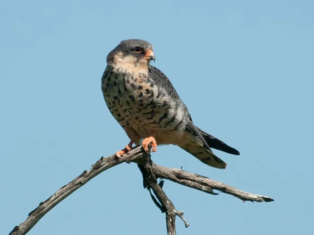 Amur Falcons, like this female, were hunted on a huge scale in India until 2014, after an international outcry. Photo: Chris Eason (commons.wikimedia.org). Amur Falcons, like this female, were hunted on a huge scale in India until 2014, after an international outcry. Photo: Chris Eason (commons.wikimedia.org).