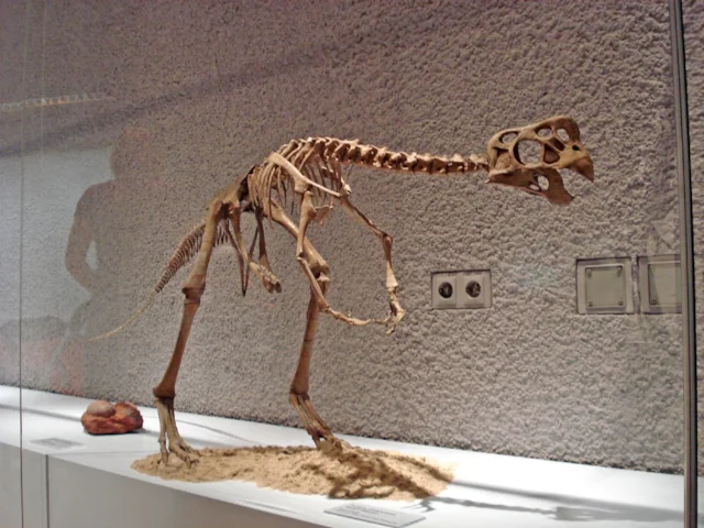 An almost <em>Oviraptor philoceratops</em> skeleton. This theropod dinosaur species almost certainly had feathers and had already evolved nest and egg incubation methods resembling those of birds. Ghedoghedo (commons.wikimedia.org). An almost <em>Oviraptor philoceratops</em> skeleton. This theropod dinosaur species almost certainly had feathers and had already evolved nest and egg incubation methods resembling those of birds. Ghedoghedo (commons.wikimedia.org).