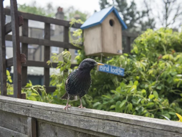 An English Starling's home is its castle – but try not to make its nest box too ornate. Photo: Mark Thomas (www.rspb-images.com). An English Starling's home is its castle – but try not to make its nest box too ornate. Photo: Mark Thomas (www.rspb-images.com).