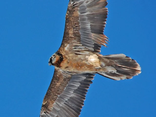 An immmature Lammergeier from the Swiss reintroduced population, photographed near Berne: one of many key species that have performed well under the eye of conservationists. Photo: Noel Reynolds (commons.wikimedia.org). An immmature Lammergeier from the Swiss reintroduced population, photographed near Berne: one of many key species that have performed well under the eye of conservationists. Photo: Noel Reynolds (commons.wikimedia.org).