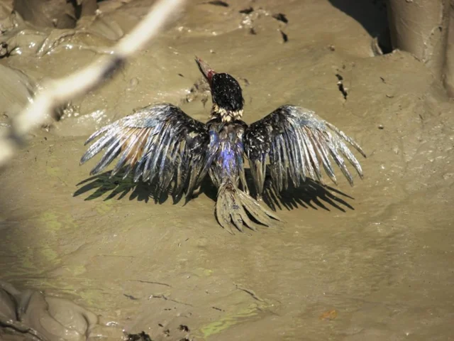 An oil- and mud- soaked Black-capped Kingfisher at Mrigamari canal, Sundarbans, Bangladesh, earlier this week. Photo: Tanim Ashraf (BirdLife International). An oil- and mud- soaked Black-capped Kingfisher at Mrigamari canal, Sundarbans, Bangladesh, earlier this week. Photo: Tanim Ashraf (BirdLife International).