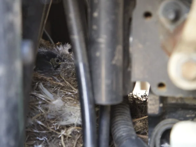 A Pied Wagtail chick in its nest can just about be seen through the engine parts of the tractor. Photo: Adam Finch (WWT). A Pied Wagtail chick in its nest can just about be seen through the engine parts of the tractor. Photo: Adam Finch (WWT).