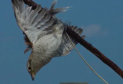 A Red-backed Shrike caught on an illegal lime stick is an all-too-common phenomenon around the eastern Mediterranean region. Photo: Mindy el Bashir (Nature Conservation Egypt). A Red-backed Shrike caught on an illegal lime stick is an all-too-common phenomenon around the eastern Mediterranean region. Photo: Mindy el Bashir (Nature Conservation Egypt).