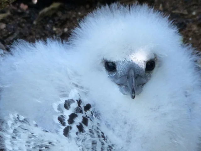 A Red-tailed Tropicbird chick on Oeno in the Pitcairn Islands, just one of the many seabird species to be found on islands in the UK's Overseas Territories. Photo: Tara Proud (RSPB). A Red-tailed Tropicbird chick on Oeno in the Pitcairn Islands, just one of the many seabird species to be found on islands in the UK's Overseas Territories. Photo: Tara Proud (RSPB).
