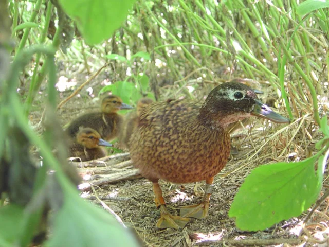 A reintroduced Laysan Duck with its ducklings. Photo: US Fish and Wildlife Service (commons.wikimedia.org). A reintroduced Laysan Duck with its ducklings. Photo: US Fish and Wildlife Service (commons.wikimedia.org).