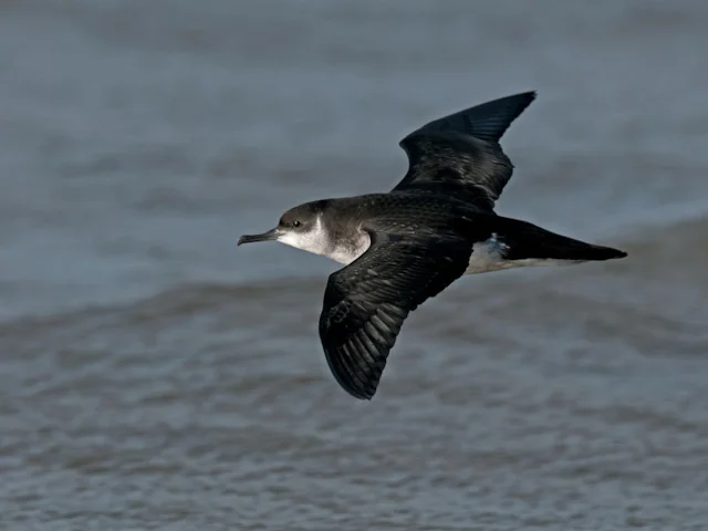 Around 50 per cent of the world's Manx Shearwaters breed in Wales. Photo: Steve Young (www.birdsonfilm.com). Around 50 per cent of the world's Manx Shearwaters breed in Wales. Photo: Steve Young (www.birdsonfilm.com).