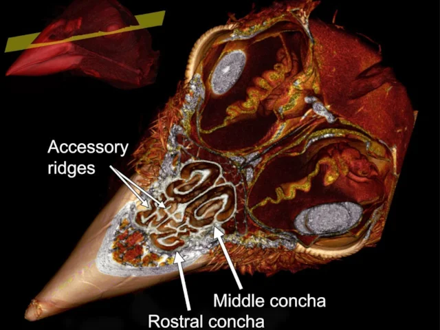 A scan of a Song Sparrow's bill showing the specialised organs that it uses for thermoregulation. Photo: <em>The Auk</em>. A scan of a Song Sparrow's bill showing the specialised organs that it uses for thermoregulation. Photo: <em>The Auk</em>.