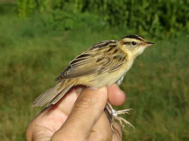 A scheme to help save the declining Aquatic Warbler is one of four conservation projects won by BirdLife Partners including the RSPB. Photo: David Perez (commons.wikimedia.org). A scheme to help save the declining Aquatic Warbler is one of four conservation projects won by BirdLife Partners including the RSPB. Photo: David Perez (commons.wikimedia.org).