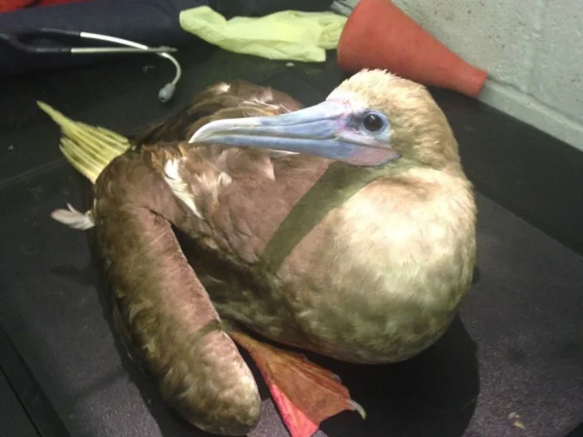 A snapshot of the Red-footed Booby looking relatively perky in its temporary animal hospital home in Hastings. Photo: RSPCA. A snapshot of the Red-footed Booby looking relatively perky in its temporary animal hospital home in Hastings. Photo: RSPCA.