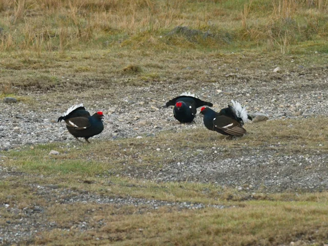 A trip to Cairngorm is very likely to get you good views of lekking Black Grouse, particularly with the RSPB's guidance. Wales Apr 11 Photo: Steve Young (www.birdsonfilm.com). A trip to Cairngorm is very likely to get you good views of lekking Black Grouse, particularly with the RSPB's guidance. Wales Apr 11 Photo: Steve Young (www.birdsonfilm.com).