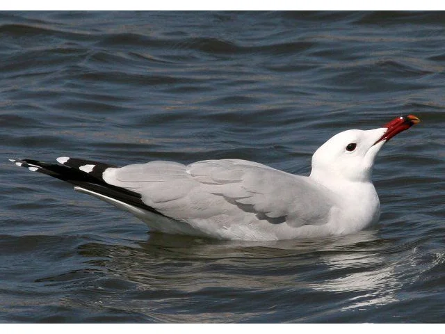 Audouin`s Gull is almost endemic to the Mediterranean basin, and will receive extra protection by the new provison of Marine Protected Areas. Photo: Ken Billington (commons.wikimedia.org). Audouin`s Gull is almost endemic to the Mediterranean basin, and will receive extra protection by the new provison of Marine Protected Areas. Photo: Ken Billington (commons.wikimedia.org).