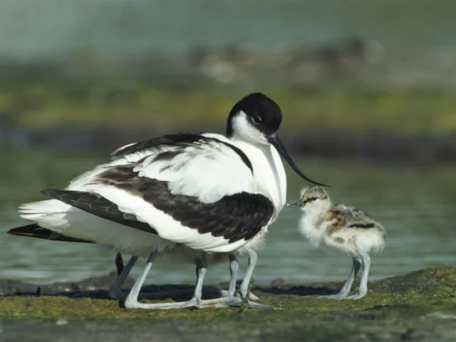 Avocet has had its most successful breeding year in Britain, mostly on RSPB reserves. Photo: Chris Gomersall (www.rspb-images.com). Avocet has had its most successful breeding year in Britain, mostly on RSPB reserves. Photo: Chris Gomersall (www.rspb-images.com).