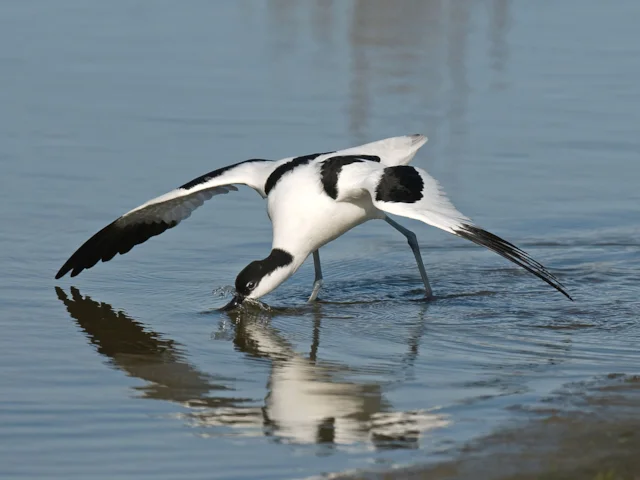 Avocet is among the scarce birds that has done well at Blacktoft Sands RSPB. Photo: Steve Young (www.birdsonfilm.com). Avocet is among the scarce birds that has done well at Blacktoft Sands RSPB. Photo: Steve Young (www.birdsonfilm.com).