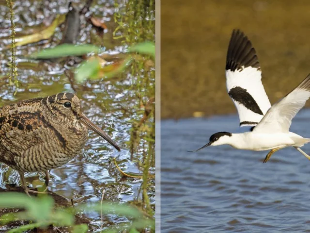 Avocet is the RSPB's symbol and a conservation success story, but shooters on Botham's estate routinely kill Amber-listed Woodcock. Photos (L to R): Woodcock by Jason Thompson (.commons.wikimedia.org); Avocet by David Tipling (rspb-images.com) Avocet is the RSPB's symbol and a conservation success story, but shooters on Botham's estate routinely kill Amber-listed Woodcock. Photos (L to R): Woodcock by Jason Thompson (.commons.wikimedia.org); Avocet by David Tipling (rspb-images.com)