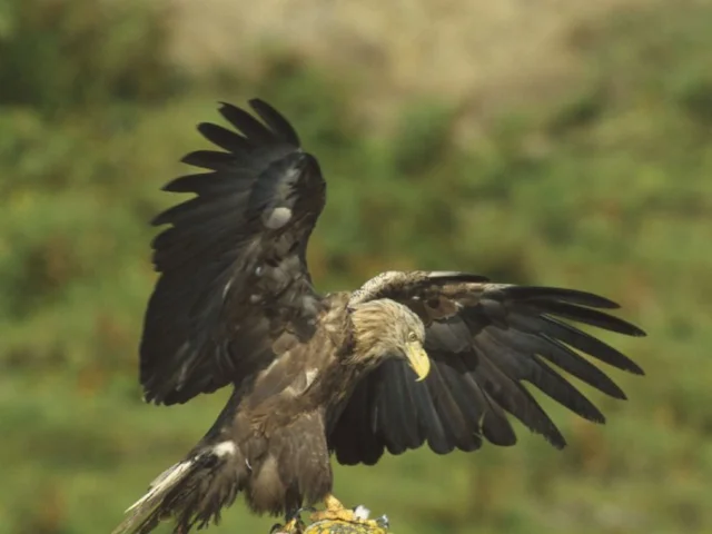 A White-tailed Eagle colonisation of Orkney will add to the success of the species' reintroduction, as well as providing a tourist attraction for the islands. Photo: Chris Gomersall (www.rspb-images.com) A White-tailed Eagle colonisation of Orkney will add to the success of the species' reintroduction, as well as providing a tourist attraction for the islands. Photo: Chris Gomersall (www.rspb-images.com)