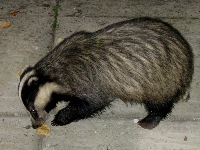 Badgers, like this individual eating a peanut butter sandwich in a garden in Cornwall, are a popular member of Britain's mammal fauna. Photo: Prosthetic Head (commons.wikimedia.org). Badgers, like this individual eating a peanut butter sandwich in a garden in Cornwall, are a popular member of Britain's mammal fauna. Photo: Prosthetic Head (commons.wikimedia.org).