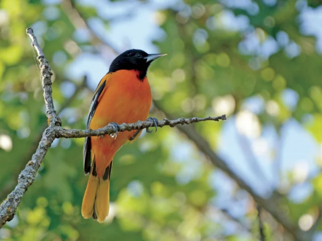 Baltimore Oriole is a common summer migrant to the east coast and mid-west of North America. Photo: K Horton. Baltimore Oriole is a common summer migrant to the east coast and mid-west of North America. Photo: K Horton.