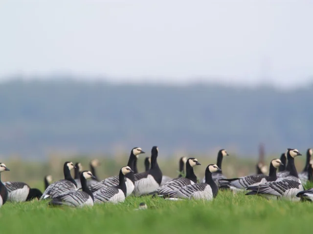 Barnacle Geese numbers at Caerlaverock WWT are much healthier than they were several decades ago, owing to the maturing and maintenance of the reserve's habitat. Photo: Richard Taylor-Jones (WWT). Barnacle Geese numbers at Caerlaverock WWT are much healthier than they were several decades ago, owing to the maturing and maintenance of the reserve's habitat. Photo: Richard Taylor-Jones (WWT).