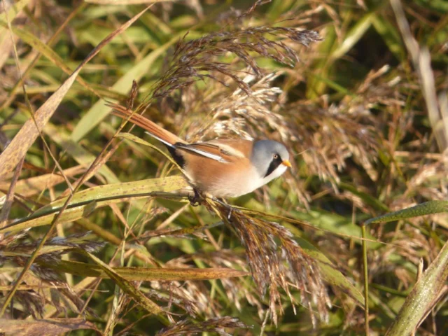 Bearded Tit has undergone a radical recovery since a cold snap in 2010 killed much of its population off. Photo: Pete Short. Bearded Tit has undergone a radical recovery since a cold snap in 2010 killed much of its population off. Photo: Pete Short.