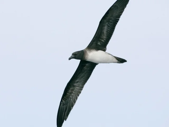 Beck's Petrel was rediscovered just 11 years ago, and is already on the verge of extinction. Photo: Hadoram Shirihai (NatureFiji-MareqetiViti). Beck's Petrel was rediscovered just 11 years ago, and is already on the verge of extinction. Photo: Hadoram Shirihai (NatureFiji-MareqetiViti).