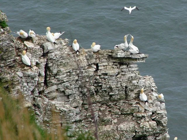 Bempton Cliffs RSPB is threatened by the new fracking licenses; it holds one of Europe's largest seabird colonies, including these Northern Gannets. Photo: Peter Church (commons.wikimedia.org). Bempton Cliffs RSPB is threatened by the new fracking licenses; it holds one of Europe's largest seabird colonies, including these Northern Gannets. Photo: Peter Church (commons.wikimedia.org).