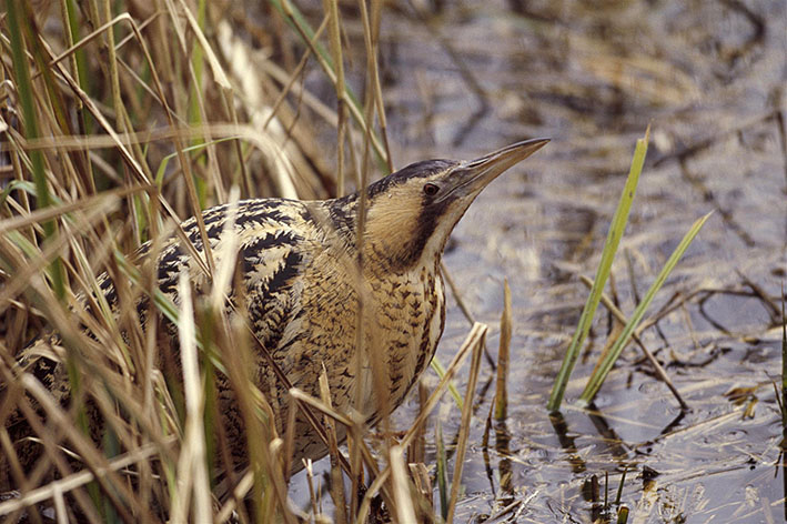 Bittern by Andy Hay