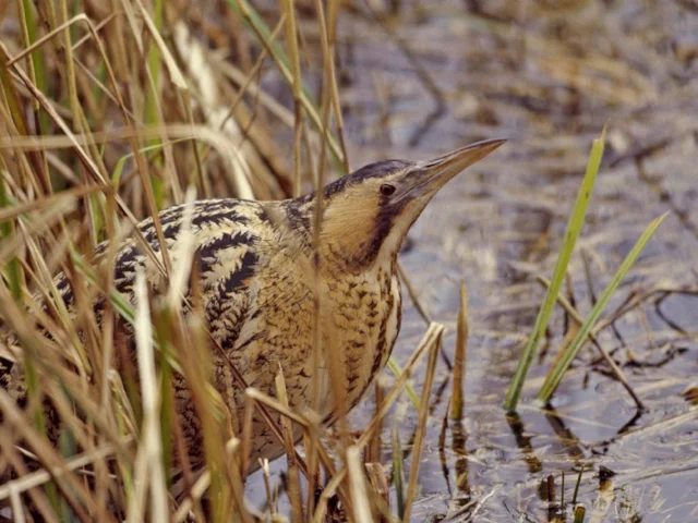 Bittern has recovered somewhat since its post-war decline in Britain, but still needs conservation help to fulfill its potential status. Photo: Andy Hay (www.rspb-images.com). Bittern has recovered somewhat since its post-war decline in Britain, but still needs conservation help to fulfill its potential status. Photo: Andy Hay (www.rspb-images.com).