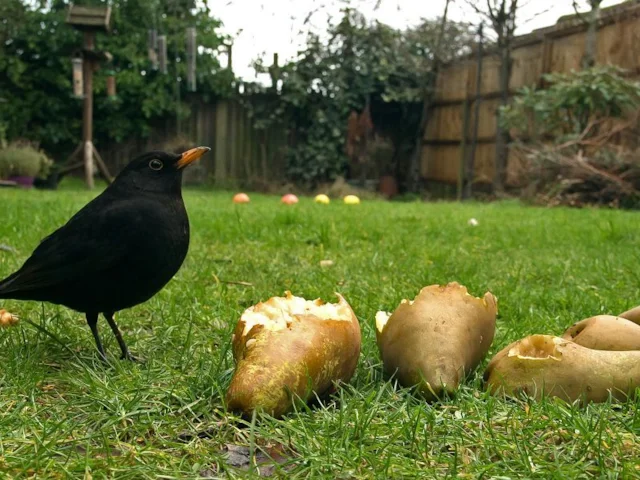 Blackbird has remained one of the commonest birds in British gardens over the last 20 years. Photo: Steve Young (www.birdsonfilm.com). Blackbird has remained one of the commonest birds in British gardens over the last 20 years. Photo: Steve Young (www.birdsonfilm.com).