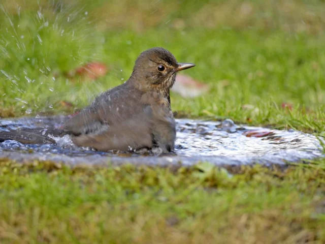 Blackbirds will benefit from a garden planned for wildlife, but the mild weather is seeing many birds taking wild food at the moment. Photo: Ray Kennedy (rspb-images.com). Blackbirds will benefit from a garden planned for wildlife, but the mild weather is seeing many birds taking wild food at the moment. Photo: Ray Kennedy (rspb-images.com).