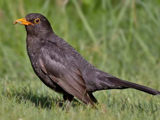 Blackbird was the most recorded species on school grounds last year, visiting 87 per cent of sites surveyed by pupils. Andreas Trepte (commons.wikimedia.org). Blackbird was the most recorded species on school grounds last year, visiting 87 per cent of sites surveyed by pupils. Andreas Trepte (commons.wikimedia.org).
