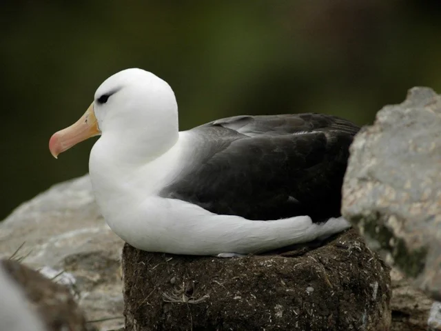 Black-browed Albatross breeds on West Point Island, Falkland Islands, a UK Overseas Territory. Photo: Albatross Task Force. Black-browed Albatross breeds on West Point Island, Falkland Islands, a UK Overseas Territory. Photo: Albatross Task Force.