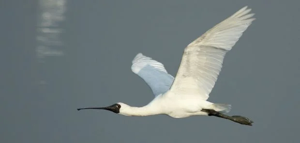 Black-faced Spoonbill appears to have significantly increased in number recently, but is still suffering in some regions. Photo: BirdLife International. Black-faced Spoonbill appears to have significantly increased in number recently, but is still suffering in some regions. Photo: BirdLife International.