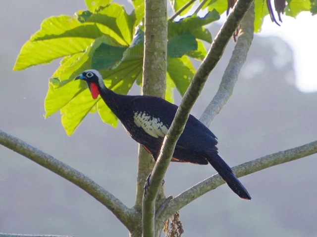 Black-fronted Piping Guan is a large fruit-eating and dispersing bird in the curassow family, which lives in, and helps perpetuate, the unique Atlantic forests of Brazil. Photo: Pedro Jordan.o Black-fronted Piping Guan is a large fruit-eating and dispersing bird in the curassow family, which lives in, and helps perpetuate, the unique Atlantic forests of Brazil. Photo: Pedro Jordan.o