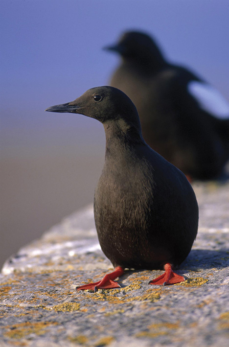 Black Guillemot