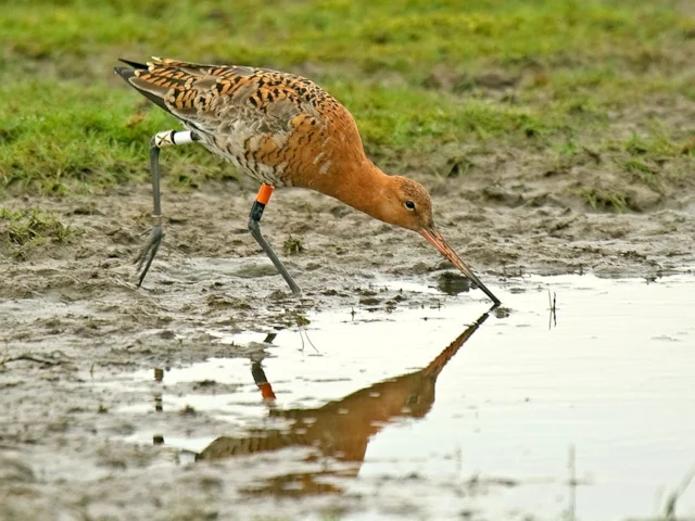 Black-tailed Godwit is present at the new Belfast WOW RSPB reserve in important numbers. Photo: Steve Young (www.birdsonfilm.com). Black-tailed Godwit is present at the new Belfast WOW RSPB reserve in important numbers. Photo: Steve Young (www.birdsonfilm.com).