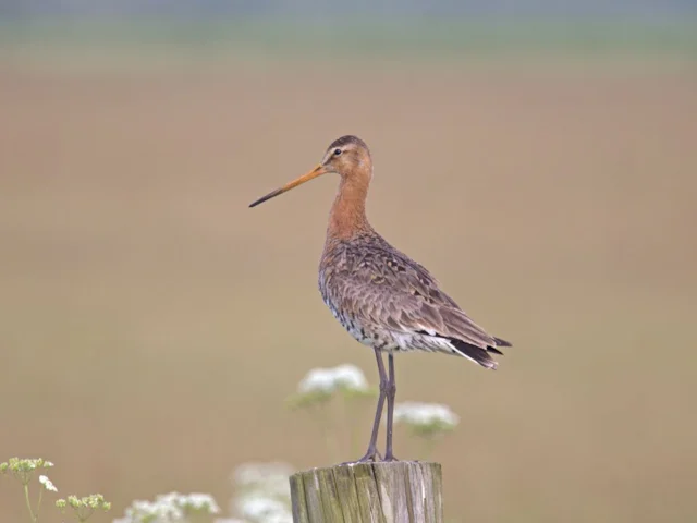 Black-tailed Godwit will benefit from the creation of more coastal wetland habitat. Photo: Andreas Trepte (commons.wikimedia.org). Black-tailed Godwit will benefit from the creation of more coastal wetland habitat. Photo: Andreas Trepte (commons.wikimedia.org).