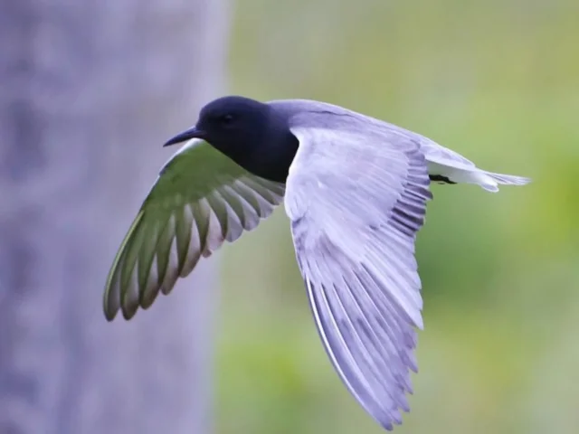 Black Tern was the species reported in the millionth BirdGuides sighting. Photo: Omar Runolfsson (commons.wikimeida.org). Black Tern was the species reported in the millionth BirdGuides sighting. Photo: Omar Runolfsson (commons.wikimeida.org).
