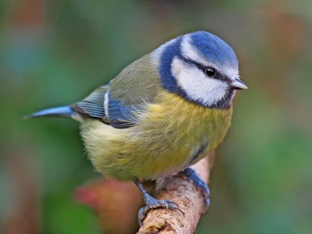 Blue Tit may well suffer from competition with its congeners as the effects of climate change take hold. Photo: Francis Franklin (commons.wikimedia.org). Blue Tit may well suffer from competition with its congeners as the effects of climate change take hold. Photo: Francis Franklin (commons.wikimedia.org).