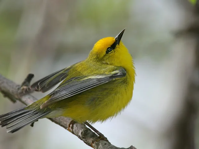 Blue-winged Warbler has a hybrid zone with the closely-related Golden-winged Warbler, and has intermingled nuclear genes contrasting with entirely separate mitochondrial genes. Photo: Wwcsig (commons.wikimedia.org). Blue-winged Warbler has a hybrid zone with the closely-related Golden-winged Warbler, and has intermingled nuclear genes contrasting with entirely separate mitochondrial genes. Photo: Wwcsig (commons.wikimedia.org).