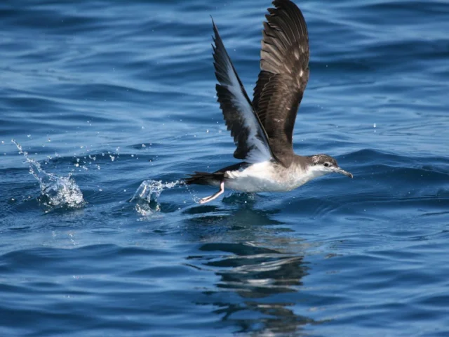 Breeding Audobon's Shearwaters were among the many species being threatened by House Mice in the Allen Cay ecosystem. Photo: dominic sherony (commons.wikimedia.org). Breeding Audobon's Shearwaters were among the many species being threatened by House Mice in the Allen Cay ecosystem. Photo: dominic sherony (commons.wikimedia.org).
