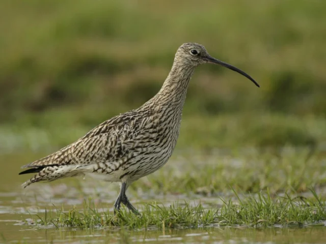 Britain hosts up to one quarter of the global breeding population of Eurasian Curlew. Photo: Andy Hay (www.rspb-images.com). Britain hosts up to one quarter of the global breeding population of Eurasian Curlew. Photo: Andy Hay (www.rspb-images.com).