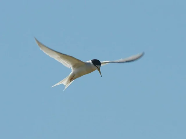 Britain's breeding Little Terns have suffered a decline since last year. Photo by Ferran Pestana (commons.wikimedia.org, CC BY-SA2.0). Britain's breeding Little Terns have suffered a decline since last year. Photo by Ferran Pestana (commons.wikimedia.org, CC BY-SA2.0).