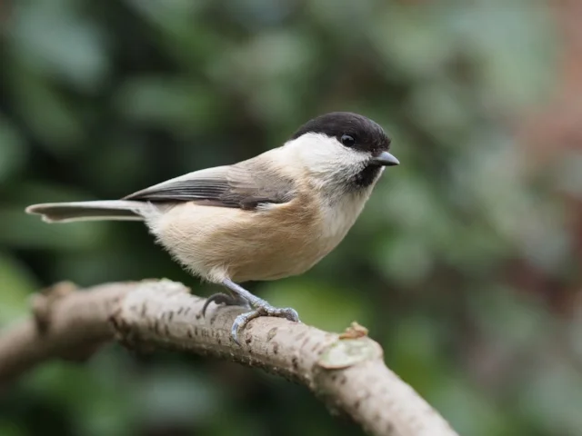 Britain's unique subspecies of Willow Tit, such as this bird in Lancashire, has declined with a frightening rapidity in recent years. Photo: Francis C Franklin (commons.wikimedia.org). Britain's unique subspecies of Willow Tit, such as this bird in Lancashire, has declined with a frightening rapidity in recent years. Photo: Francis C Franklin (commons.wikimedia.org).