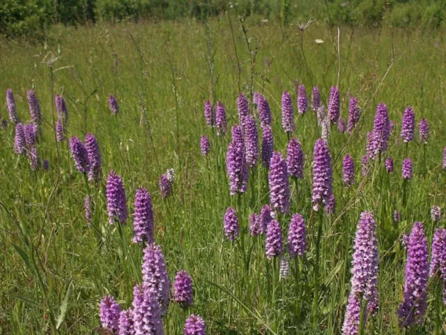 Canvey Wick NR is renowned for its orchids, along with its profusion of other wildlife. Photo: Chris Gibson (RSPB). Canvey Wick NR is renowned for its orchids, along with its profusion of other wildlife. Photo: Chris Gibson (RSPB).