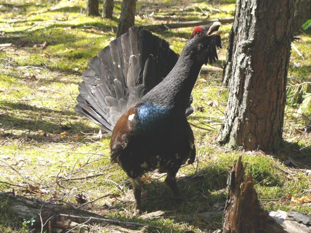 Capercaillie will gain more habitat from the RSPB's Caledonian pine forest regeneration scheme. Photo: Tõnu Pani (commons.wikimedia.org). Capercaillie will gain more habitat from the RSPB's Caledonian pine forest regeneration scheme. Photo: Tõnu Pani (commons.wikimedia.org).