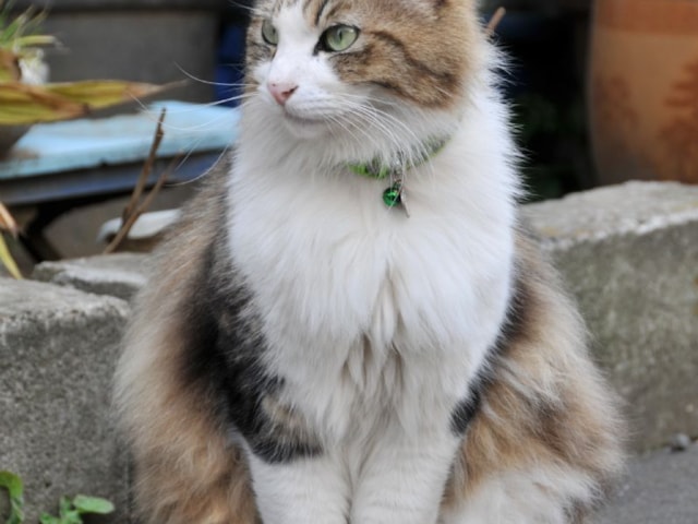Cats are now known to be responsible for a global massacre of birds, but many could be saved by the simple expedient of putting a bell collar on them. Photo: Hisashi (commons.wikimedia.org). Cats are now known to be responsible for a global massacre of birds, but many could be saved by the simple expedient of putting a bell collar on them. Photo: Hisashi (commons.wikimedia.org).
