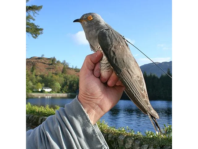 Chance was tagged near Stronachlachar, Loch Katrine, Scotland, on 15 May 2012. He reached Niger on 8 August 2013. Photo by Phil Atkinson (www.bto.org). Chance was tagged near Stronachlachar, Loch Katrine, Scotland, on 15 May 2012. He reached Niger on 8 August 2013. Photo by Phil Atkinson (www.bto.org).