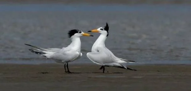 Chinese Crested Tern appears to be responding well to conservation measures. Photo: Chen Li (BirdLife International). Chinese Crested Tern appears to be responding well to conservation measures. Photo: Chen Li (BirdLife International).